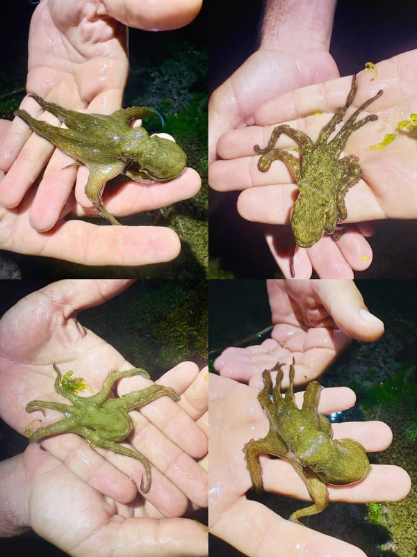 Carribean Reef Octopus Grid, Bathseba, Barbados, 2026 Archival Pigment Print, 21x17" Edition of Three