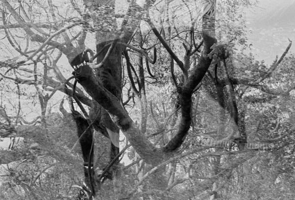 Willow, Double Exposure, Brighton Farm, St. George, Barbados, 2010 Selenium Toned Silver Gelatin Print, 16x20" Archival Pigment Print on Moab Entrada Rag, 17x21" Edition of Three