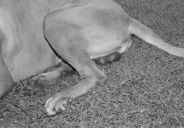 Benyley's Balls, Brighton Farm, St. George, Barbados, 2017 Selenium Toned Silver Gelatin Print, 16x20" Archival Pigment Print on Moab Entrada Rag, 17x21" Edition of Three