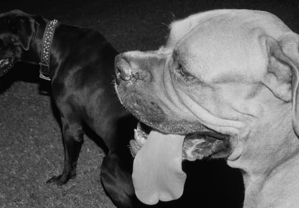 Benyley's Tongue, Brighton Farm, St. George, Barbados, 2017 Selenium Toned Silver Gelatin Print, 16x20" Archival Pigment Print on Moab Entrada Rag, 17x21" Edition of Three