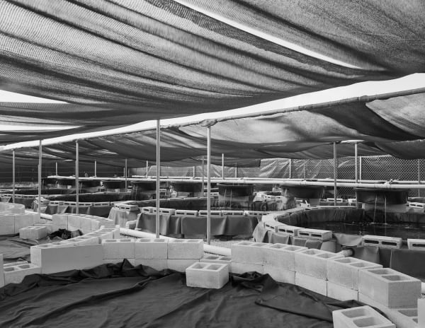 Aquaculture, Brighton Farm, St. George, Barbados, 2016 Selenium Toned Silver Gelatin Print, 20x24" Archival Pigment Print on Moab Entrada Rag, 17x21" Edition of Three