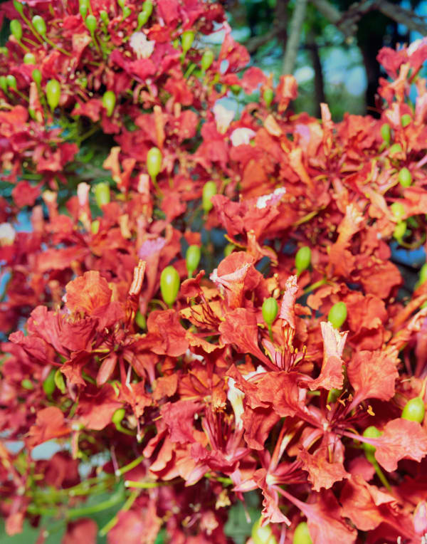 Flamboyant Flowers, Brighton Farm, St. George, Barbados, 2023 Archival Pigment Print on Moab Entrada Rag, 21x17" Edition of Three