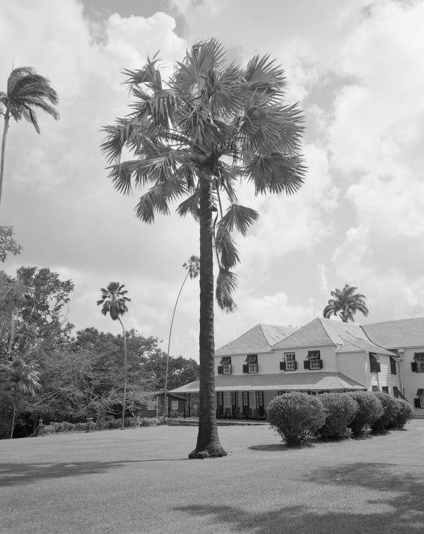 Same Bismarck Palm Seventeen Years Later, Brighton Farm, St. George, Barbados, 2023 Selenium Toned Silver Gelatin Print, 24x20" Archival Pigment Print on Moab Entrada Rag, 21x17" Edition of Three