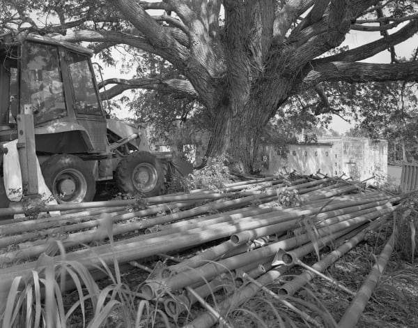 Irrigation Pipe Storage Under Mahogany Tree, Brighton Farm, St. George, Barbados, 2023 Selenium Toned Silver Gelatin Print, 20x24" Archival Pigment Print on Moab Entrada Rag, 17x21" Edition of Three