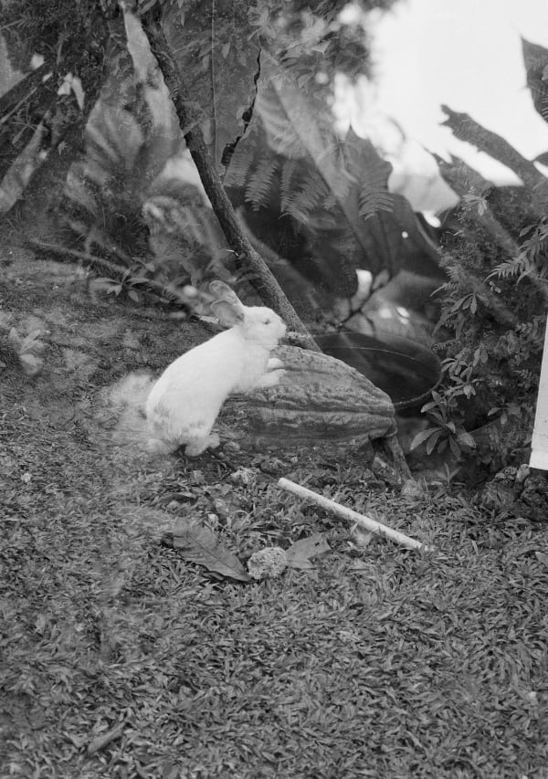 Rabbit- Cocoa Pod, Double Exposure, St. George, Barbados, 2022 Selenium Toned Silver Gelatin Print, 20x16" Archival Pigment Print on Moab Entrada Rag, 21x17" Edition of Three
