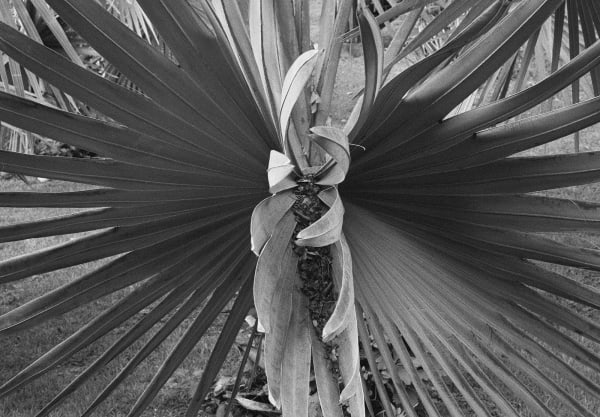 Bismarck Palm, Brighton Farm, St. George, Barbados, 2012 Selenium Toned Silver Gelatin Print, 16x20" Archival Pigment Print on Moab Entrada Rag, 17x21" Edition of Three