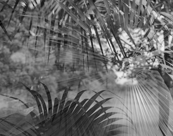 Palm Leaves, Double Exposure, Brighton Farm, St. George, Barbados, 2007 Selenium Toned Silver Gelatin Print, 20x24" Archival Pigment Print on Moab Entrada Rag, 17x21" Edition of Three