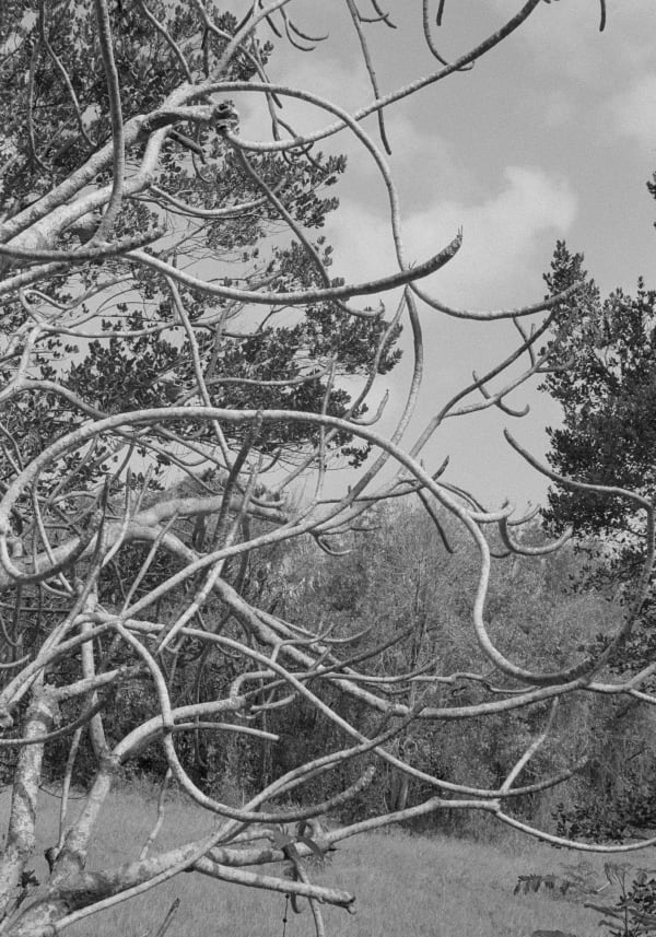 Frangipani, Brighton Farm, St. George, Barbados, 2009 Selenium Toned Silver Gelatin Print, 20x16" Archival Pigment Print on Moab Entrada Rag, 17x21" Edition of Three