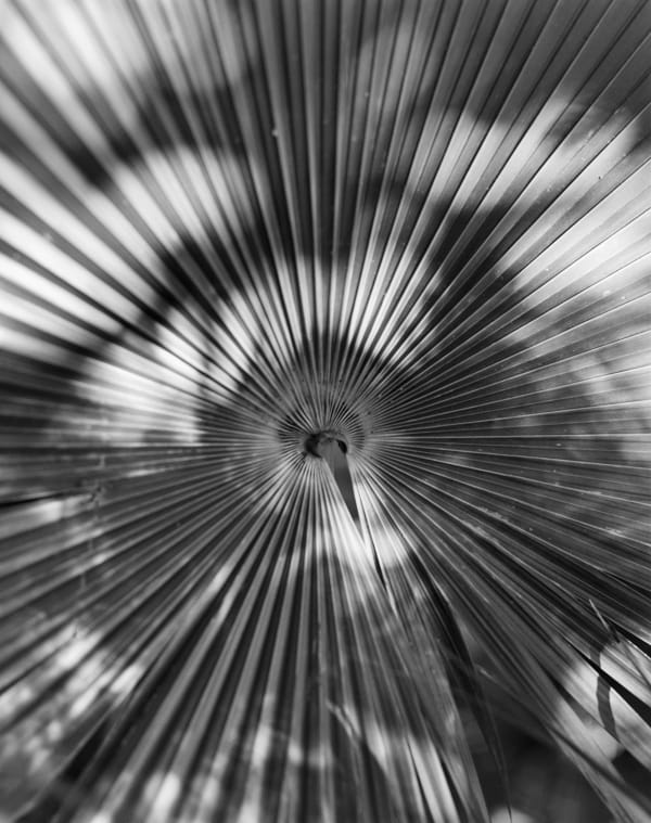 Shadow Palm Study, Brighton Farm, St. George, Barbados, 2007 Selenium Toned Silver Gelatin Print, 20x24" Archival Pigment Print on Moab Entrada Rag, 17x21" Edition of Three