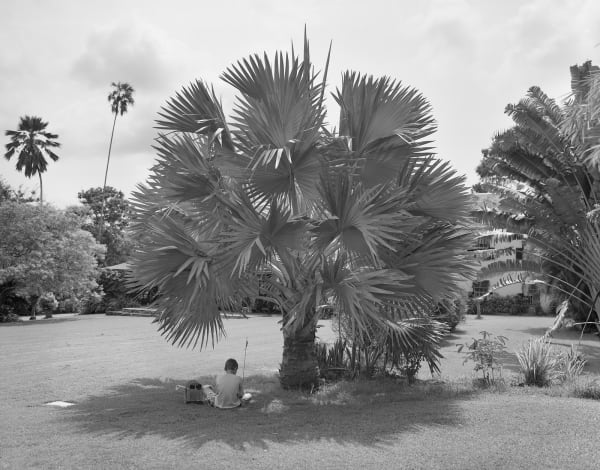Jonathan with Pet Lizard Under Bismarck Palm, Brighton Farm, St. George, Barbados, 2006 Selenium Toned Silver Gelatin Print, 20x24" Archival Pigment Print on Moab Entrada Rag, 17x21" Edition of Three
