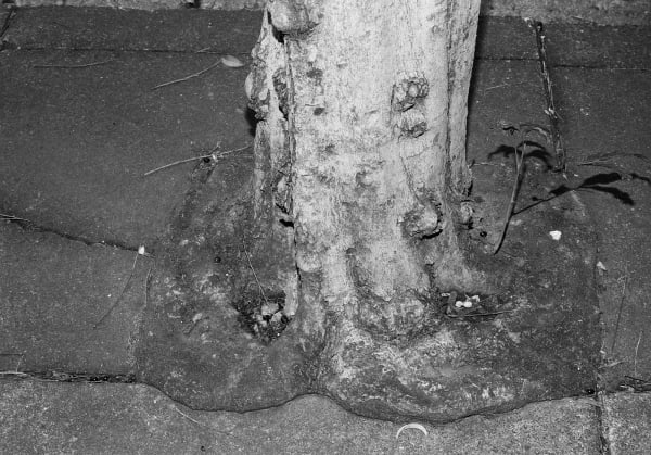 Untitled, Brisbane, Queensland, Australia, 2022 Archival Pigment Print on Hahnemuhle Photo Rag , 17x21" Edition of Three