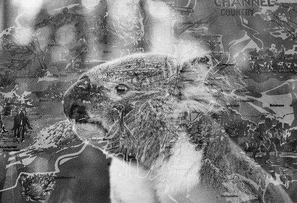 Koala/Tea Towel Double Exposure, Lone Pine Koala Sanctuary, Queensland, Australia, 2022 Archival Pigment Print on Hahnemuhle Photo Rag , 17x21" Edition of Three