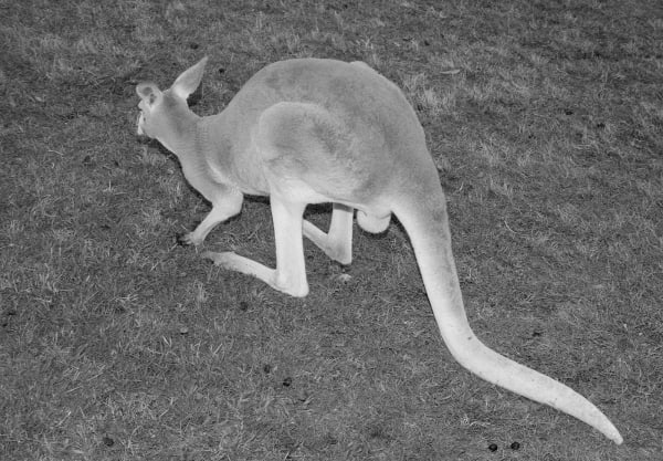 Kangaroo, Lone Pine Koala Sanctuary, Queensland, Australia, 2022 Archival Pigment Print on Hahnemuhle Photo Rag , 17x21" Edition of Three