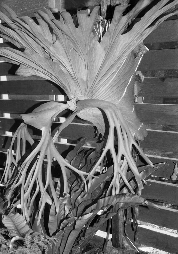 Elkhorn Fern, Mount Coot-tha Botanical Gardens, Queensland, Australia, 2022 Archival Pigment Print on Moab Entrada Rag, 21x17" Edition of Three