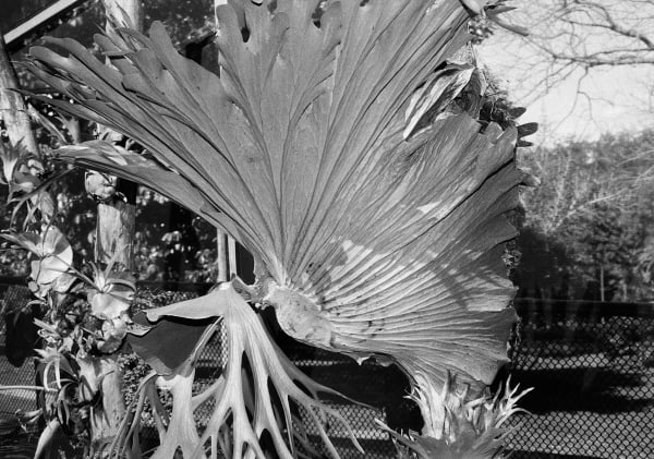 Elkhorn Fern, Mount Coot-tha Botanical Gardens, Queensland, Australia, 2022 Archival Pigment Print on Moab Entrada Rag, 17x21" Edition of Three