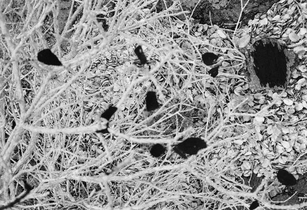 Untitled, East Rift Zone, Hawai'i, 2007 Archival Pigment Print on Moab Entrada Rag, 17x21" Edition of Three