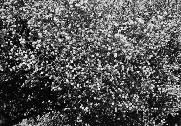 Untitled, San Diego, California, 2024 Archival Pigment Print on Moab Entrada Rag, 17x21" Edition of Three