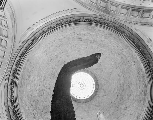Looking Up at the Museum Dome, Smithsonian Natural History Museum, Washington D.C., 1998 Archival Pigment Print on Moab Entrada Rag, Image Size, 8x10", Paper Size, 17x21" Edition of Three