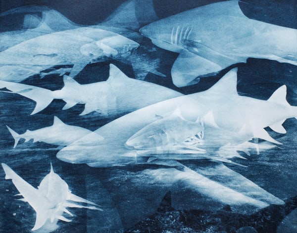 Tiger-Lemon-Reef Shark Multiple, Bahamas, 2013 Photogravure on Hahnemühle Copperplate Paper Size 20x23", Plate Size 13x16.5" Edition of 20 Printed by Lothar Osterburg in 2024