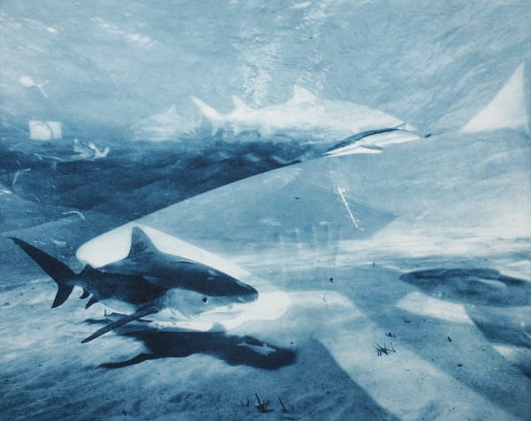 Tiger-Lemon Shark Multiple, Bahamas, 2013 Photogravure on Hahnemühle Copperplate Paper Size 20x23", Plate Size 13x16.5" Edition of 20 Printed by Lothar Osterburg in 2024
