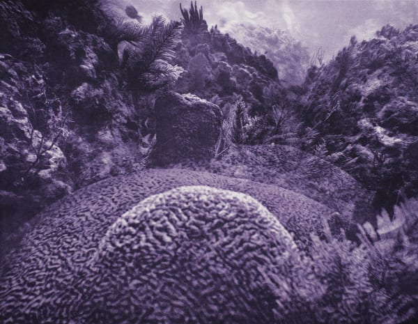 Brain Coral Multiple, Key Largo, Florida, 2014 Photogravure on Hahnemühle Copperplate Paper Size 20x23", Plate Size 13x16.5" Edition of 20 Printed by Lothar Osterburg in 2025