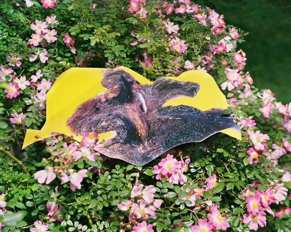 Giant Clam Print with Gouache, Australia / Roses, Connecticut, 2023 Archival Pigment Print on Moab Entrada Rag, Image Size, 8x10", Paper Size, 17x21" Edition of Three