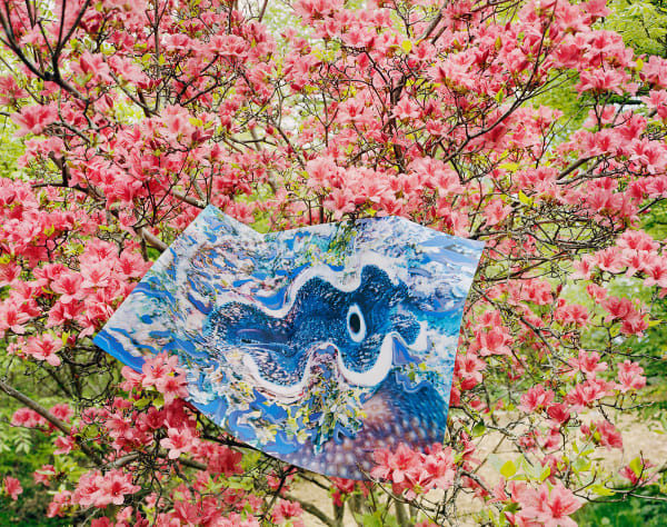 Print of Giant Clam with Gouache, Australia / Azalea, Connecticut, 2023 Archival Pigment Print on Moab Entrada Rag, Image Size, 8x10", Paper Size, 17x21" Edition of Three