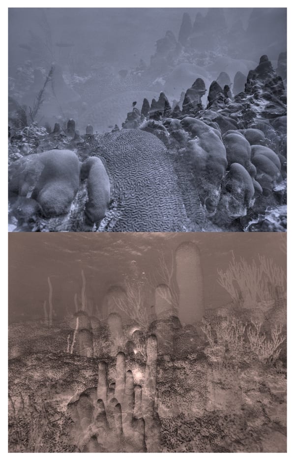 Reef Multiple, Barbados, 2014 Archival Pigment Print on Moab Entrada Rag, 21x17" Edition of Three, 2025