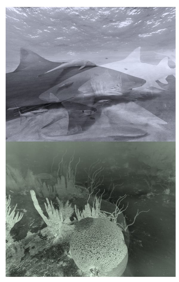 Tiger-Lemon Shark Multiple, Bahamas, 2013/ Reef Multiple, Belize, 2013 Archival Pigment Print on Moab Entrada Rag, 21x17" Edition of Three, 2025