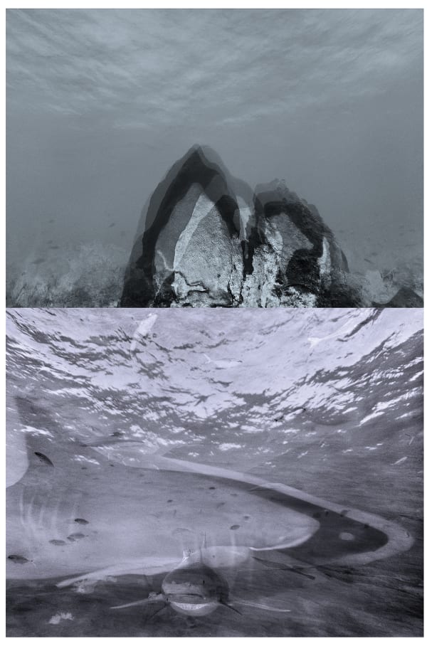 Reef Multiple, Barbados, 2013/ Tiger-Lemon Shark Multiple, Bahamas, 2013 Archival Pigment Print on Moab Entrada Rag, 21x17" Edition of Three, 2025