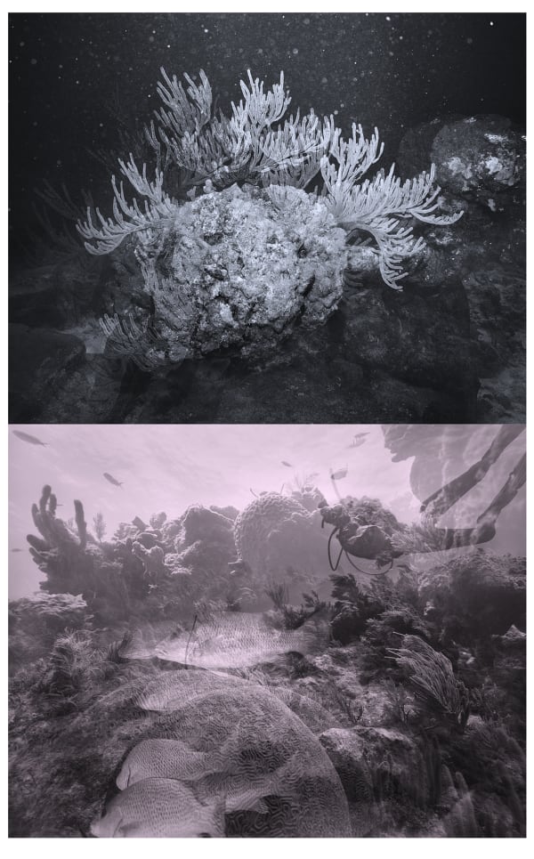 Night Reef Multiple, Bahamas, 2013/ Reef Multiple, Key Largo, 2014 Archival Pigment Print on Moab Entrada Rag, 21x17" Edition of Three, 2025