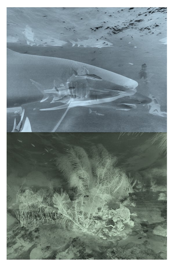 Lemon Shark Multiple, Bahamas, 2013/ Reef Multiple, Barbados, 2014 Archival Pigment Print on Moab Entrada Rag, 21x17" Edition of Three, 2025