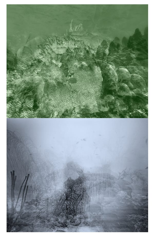 Reef Multiple, Barbados, 2014 Archival Pigment Print on Moab Entrada Rag, 21x17" Edition of Three, 2025