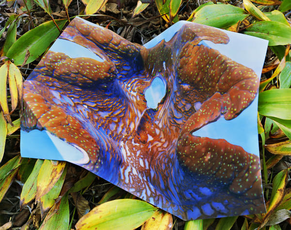 Giant Clam Print with Gouache, Australia / Lily of the Valley, Connecticut, 2022 Archival Pigment Print on Moab Entrada Rag, Image Size, 8x10", Paper Size, 17x21" Edition of Three