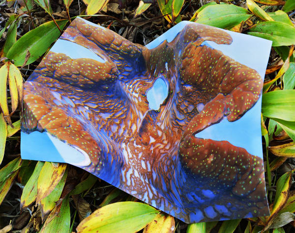 Giant Clam Print with Gouache, Australia / Lily of the Valley, Connecticut, 2022 Archival Pigment Print on Moab Entrada Rag, Image Size, 8x10", Paper Size, 17x21" Edition of Three