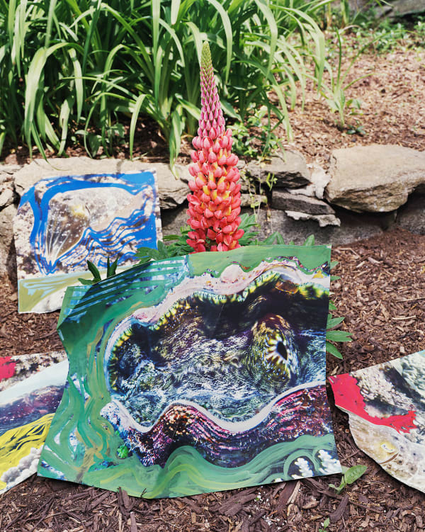 Giant Clam Print with Gouache, Australia / Lupine, Connecticut, 2022 Archival Pigment Print on Moab Entrada Rag, Image Size, 10x8", Paper Size, 21x17" Edition of Three