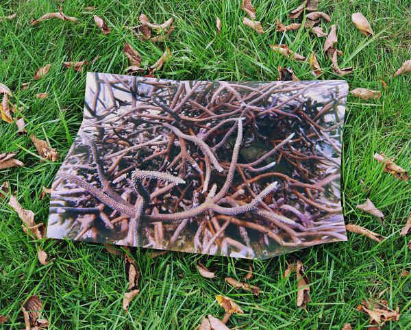 Reef, Australia / Elm Leaves, Connecticut, 2022 Archival Pigment Print on Moab Entrada Rag, Image Size, 8x10", Paper Size, 17x21" Edition of Three