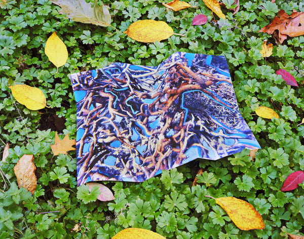 Reef Print with Gouache, Australia / Fall Leaves, Connecticut, 2022 Archival Pigment Print on Moab Entrada Rag, Image Size, 8x10", Paper Size, 17x21" Edition of Three