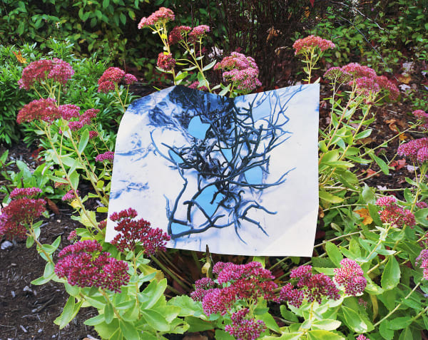 Reef Print with Gouache, Australia / Sedum, Connecticut, 2022 Archival Pigment Print on Moab Entrada Rag, Image Size, 8x10", Paper Size, 17x21" Edition of Three
