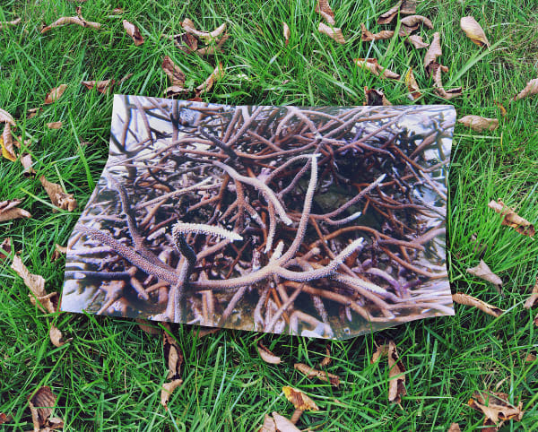Reef, Australia / Elm Leaves, Connecticut, 2022 Archival Pigment Print on Moab Entrada Rag, Image Size, 8x10", Paper Size, 17x21" Edition of Three