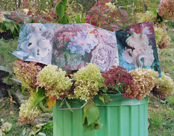 Reef, Australia / Hydrangea, Connecticut, 2022 Archival Pigment Print on Moab Entrada Rag, Image Size, 8x10", Paper Size, 17x21" Edition of Three