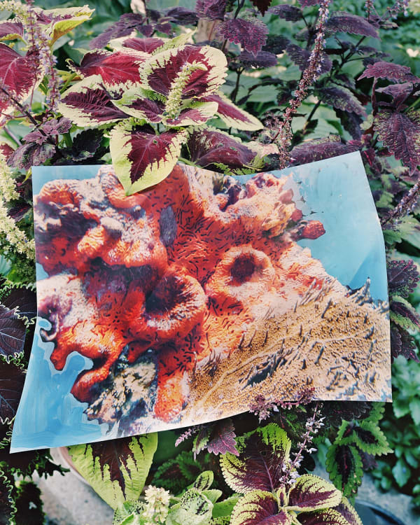 Orange Sponge Print with Gouache, Key Largo, Florida / Coleus, Connecticut, 2024 Archival Pigment Print on Moab Entrada Rag, Image Size, 10x8", Paper Size, 21x17" Edition of Three