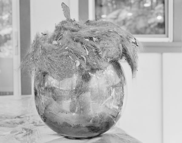 Pele's Hair on Golden Orb, Volcano Village, Hawai'i, 2017 Selenium Toned Silver Gelatin Print 16x20" Edition of Three