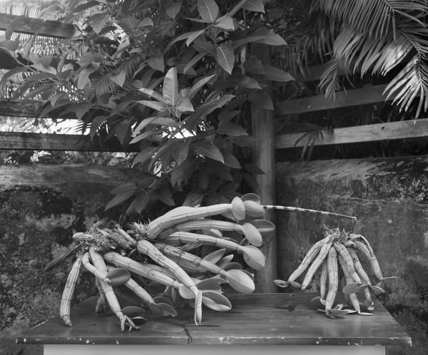 Spontaneous Sculpture, Epiphytic Orchids, Brighton Farm, St. George, Barbados, 2006 Selenium Toned Silver Gelatin Print, 20x24" Archival Pigment Print on Moab Entrada Rag, 17x21" Edition of Three