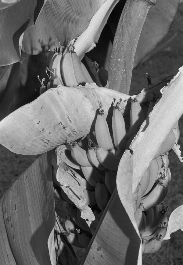 Banana Plant, Brighton Farm, St. George, Barbados, 2017 Selenium Toned Silver Gelatin Print, 20x16" Archival Pigment Print on Moab Entrada Rag, 21x17" Edition of Three