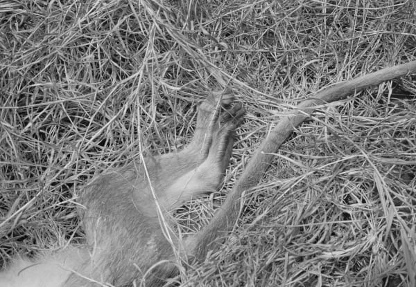 Monkey, Brighton Farm, St. George, Barbados, 2017 Selenium Toned Silver Gelatin Print, 16x20" Archival Pigment Print on Moab Entrada Rag, 17x21" Edition of Three