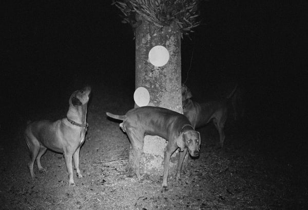 Dogs and Pie Plates, Brighton Farm, St. George, Barbados, 2011 Selenium Toned Silver Gelatin Print, 16x20" Archival Pigment Print on Moab Entrada Rag, 17x21" Edition of Three