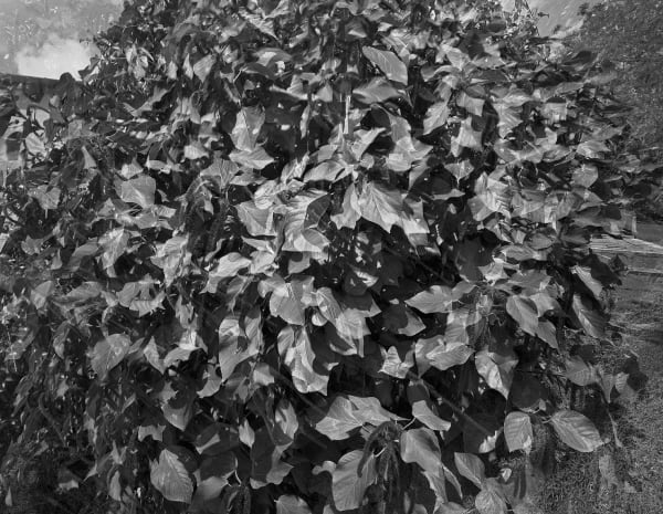 Anthurium Motion Study, Brighton Farm, St. George, Barbados, 2010 Selenium Toned Silver Gelatin Print, 20x24" Archival Pigment Print on Moab Entrada Rag, 17x21" Edition of Three