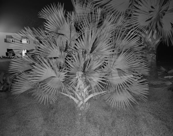 Phoenix and Bismarck Palm, Brighton Farm, St. George, Barbados, 2007 Selenium Toned Silver Gelatin Print, 20x24" Archival Pigment Print on Moab Entrada Rag, 17x21" Edition of Three