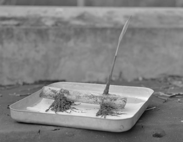 Sugar Cane Billet with Primary Shoot, Brighton Farm, St. George, Barbados, 2007 Selenium Toned Silver Gelatin Print, 20x24" Archival Pigment Print on Moab Entrada Rag, 17x21" Edition of Three